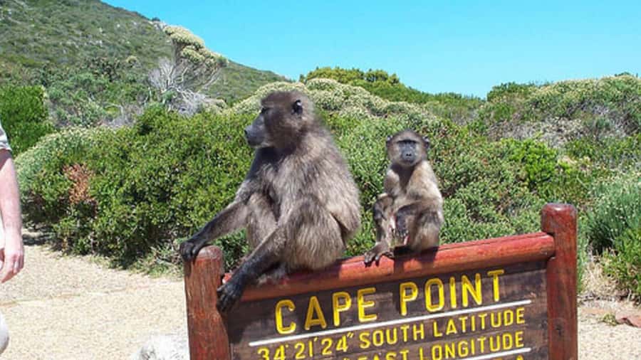 Private Tour: Table Mountain, Penguins Colony & Cape Of Good - A full Cape Peninsula day without the big-bus shuffle