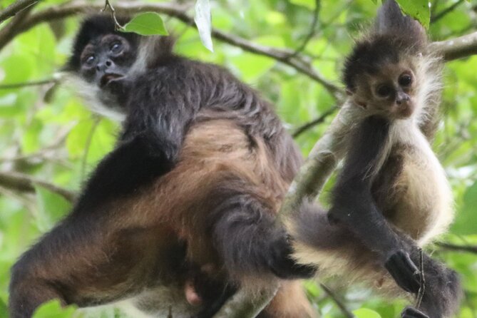 Private VW Beetle Tour to See Mexican Birds, Turtles & Monkeys - Key points to know