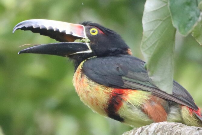 Private VW Beetle Tour to See Mexican Birds, Turtles & Monkeys - A wildlife day that begins before breakfast