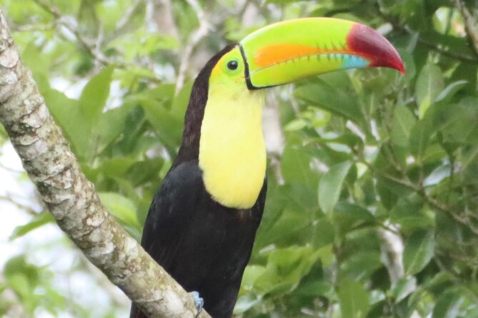 Private VW Beetle Tour to See Mexican Birds, Turtles & Monkeys - Akumal Beach: careful snorkeling with sea turtles
