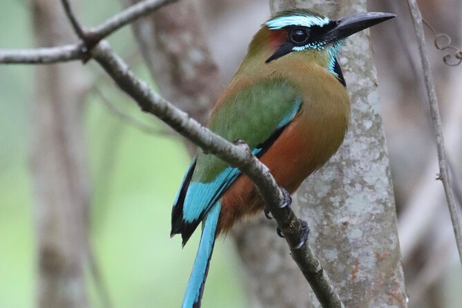 Private VW Beetle Tour to See Mexican Birds, Turtles & Monkeys - Punta Laguna: monkeys without fences