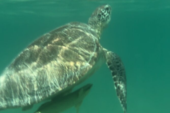 Private VW Beetle Tour to See Mexican Birds, Turtles & Monkeys - The drive matters as much as the stops