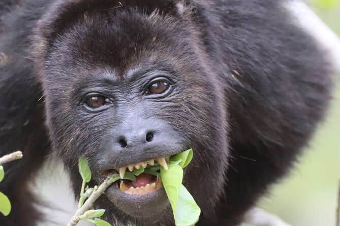 Private VW Beetle Tour to See Mexican Birds, Turtles & Monkeys - Lunch, photos, and the real cost