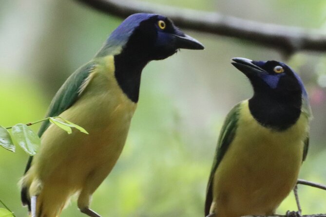 Private VW Beetle Tour to See Mexican Birds, Turtles & Monkeys - What to bring and how to prepare
