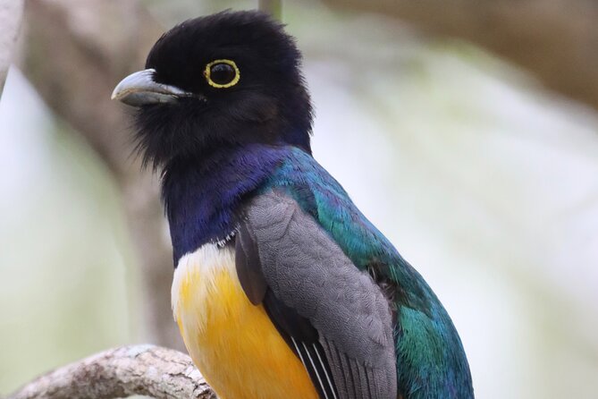 Private VW Beetle Tour to See Mexican Birds, Turtles & Monkeys - Who should book this tour?