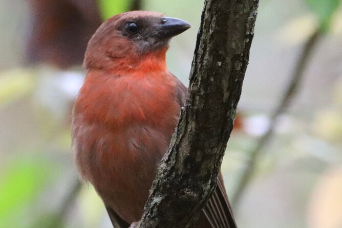 Private VW Beetle Tour to See Mexican Birds, Turtles & Monkeys - Puerto Morelos: a patient search for birds