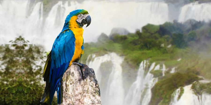 Puerto Iguazu: Iguaza Falls Brazilian Side & Bird Park Tour - What your guide actually does