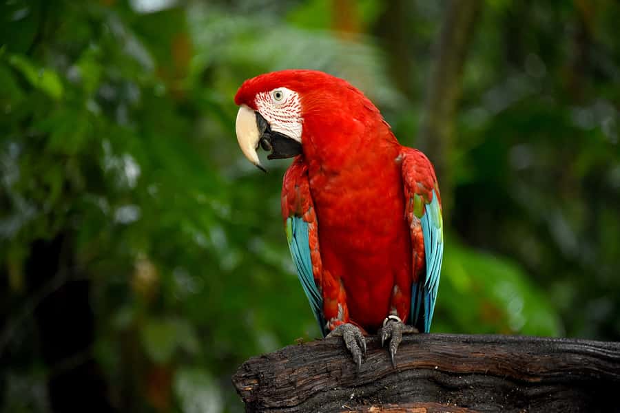 Puerto Iguazu: Iguaza Falls Brazilian Side & Bird Park Tour - Time, transport, and the real length of the day