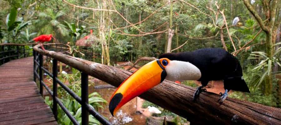 Puerto Iguazu: Iguaza Falls Brazilian Side & Bird Park Tour - Is the $46 price good value?
