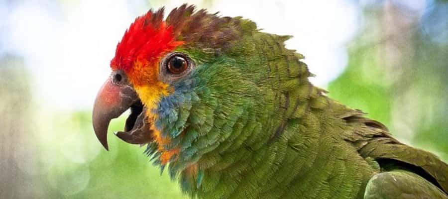 Puerto Iguazu: Iguaza Falls Brazilian Side & Bird Park Tour - Practical preparation for a smoother day