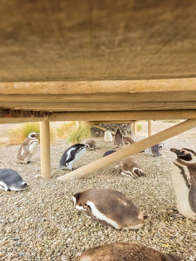Puerto Madryn: Punta Tombo Walking Among Penguins Experience - Key points to know before you book