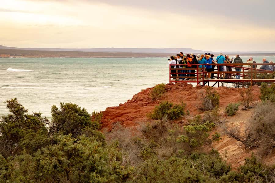 Puerto Madryn: Punta Tombo Walking Among Penguins Experience - Who will enjoy this Punta Tombo trip most
