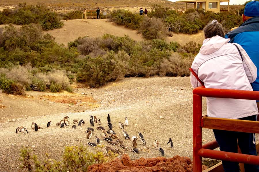 Puerto Madryn: Punta Tombo Walking Among Penguins Experience - Trelew gives the long drive a short pause