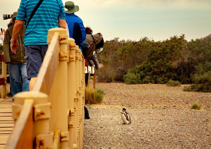 Puerto Madryn: Punta Tombo Walking Among Penguins Experience - What the $120 price really covers