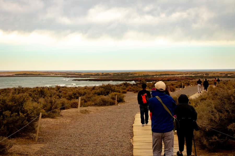 Puerto Madryn: Punta Tombo Walking Among Penguins Experience - The practical details that shape the day