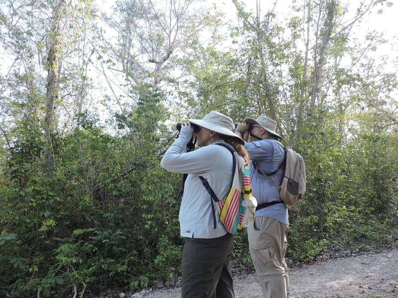 Puerto Morelos: Ruta de los Cenotes Birdwatching Tour - Why the Ruta de los Cenotes works for birdwatching