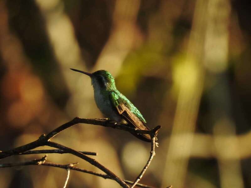 Puerto Morelos: Ruta de los Cenotes Birdwatching Tour - Why the six-person limit matters