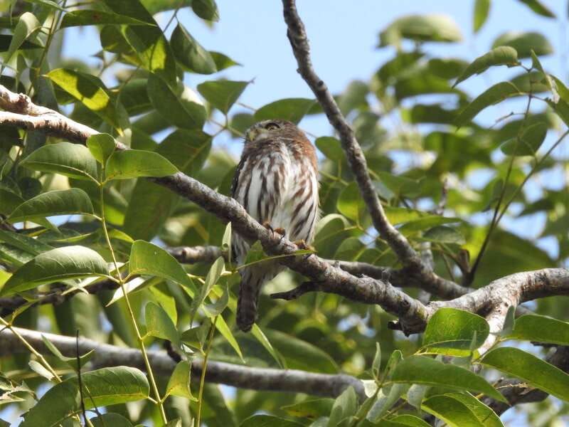 Puerto Morelos: Ruta de los Cenotes Birdwatching Tour - Starting at 6:00 AM beside the Pemex station