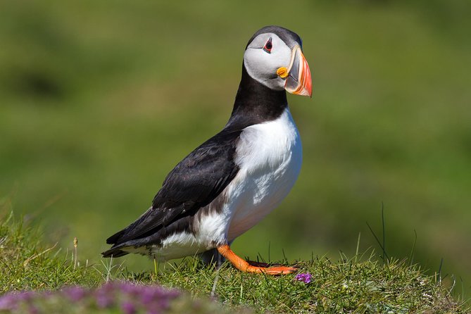 Puffin and Volcano Tour with Ebbi - Key points to know before booking