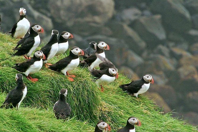 Puffin and Volcano Tour with Ebbi - Herjólfsdalur, Kaplagjóta, and the first settlers