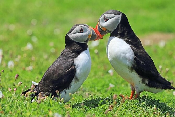 Puffin and Volcano Tour with Ebbi - Stórhöfði, the Great Cape, and puffin country