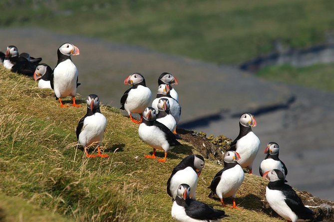 Puffin and Volcano Tour with Ebbi - Eldfell, the volcano that changed the island