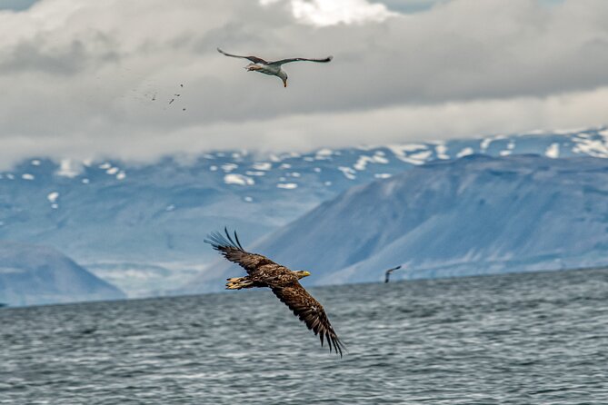 Puffin and Wildlife Boat Tour - A close look at puffins around Breiðafjörður