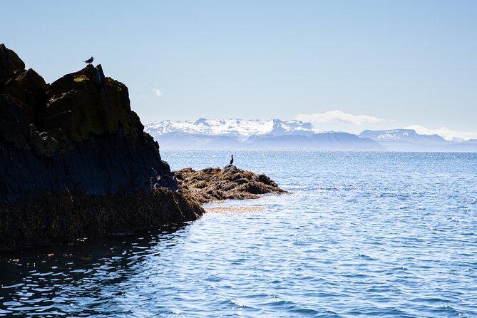 Puffin and Wildlife Boat Tour - A small boat group, with better access to the guide
