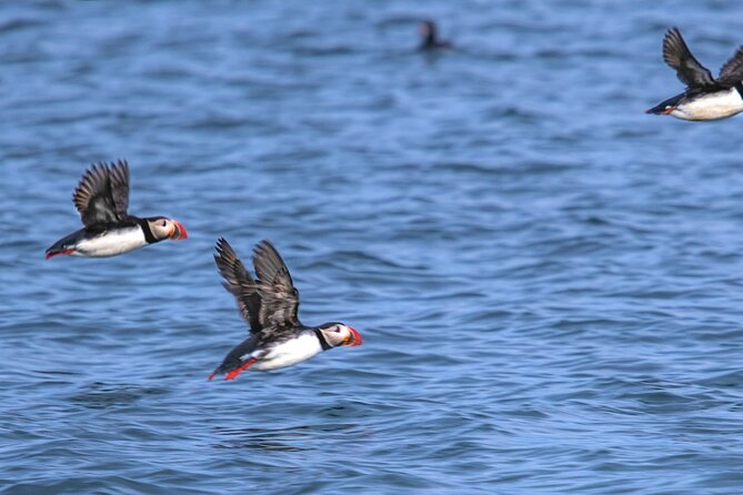 Puffin and Wildlife Boat Tour - What your 9:00 am departure looks like