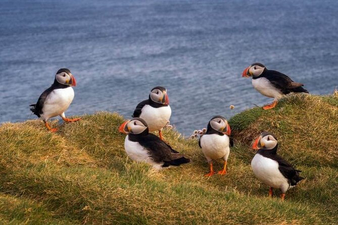 Puffin Boat Trip & Tantallon Castle Day Trip from Edinburgh - The Scottish Seabird Centre boat ride