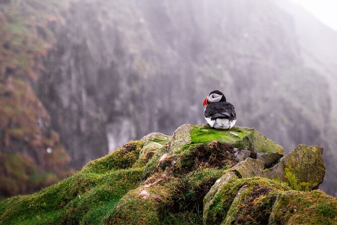 Puffin Boat Trip & Tantallon Castle Day Trip from Edinburgh - Price and what you receive for $220.18