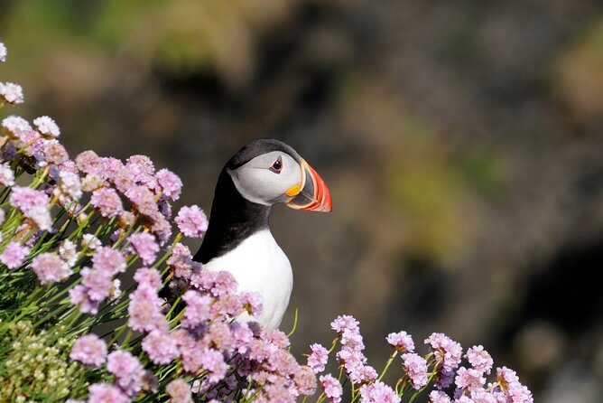 Puffin Boat Trip & Tantallon Castle Day Trip from Edinburgh - One hour in North Berwick