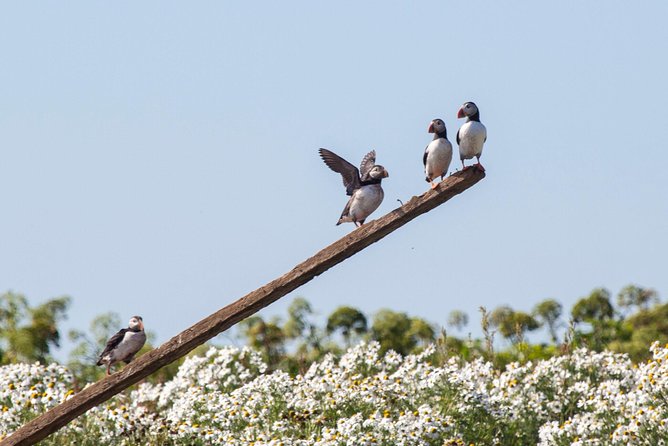 Puffin Cruise with Expert Tour Guide from Reykjavik - What you see around Akurey Island