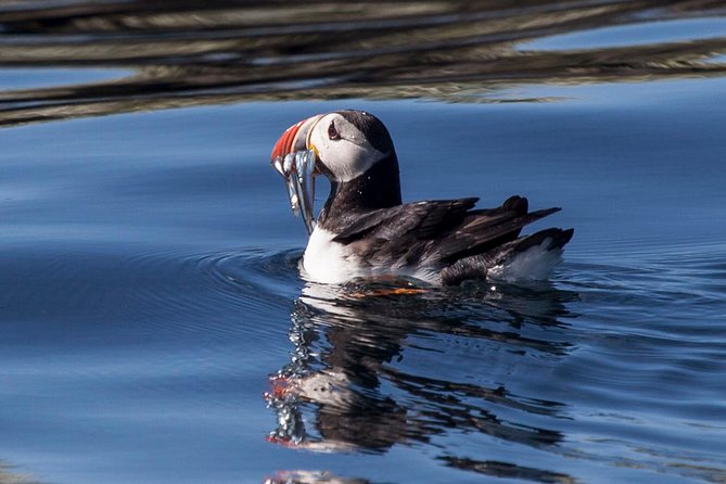 Puffin Cruise with Expert Tour Guide from Reykjavik - Why timing matters more than the calendar suggests
