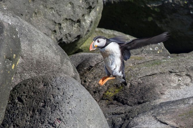 Puffin Cruise with Expert Tour Guide from Reykjavik - Crowding, seating, and the photography problem