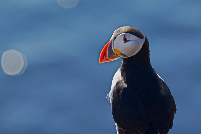 Puffin Cruise with Expert Tour Guide from Reykjavik - The value of the $63.96 price