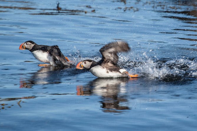 Puffin Cruise with Expert Tour Guide from Reykjavik - Who will enjoy this cruise most