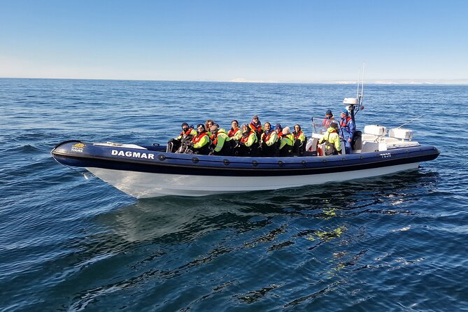 Puffin Express by RIB Speedboat from Reykjavík - Weather, safety, and what to wear