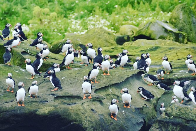 Puffin Express by RIB Speedboat from Reykjavík - Who will enjoy this tour most
