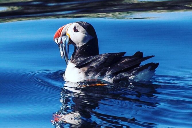 Puffin Express by RIB Speedboat from Reykjavík - What you see beyond the puffins