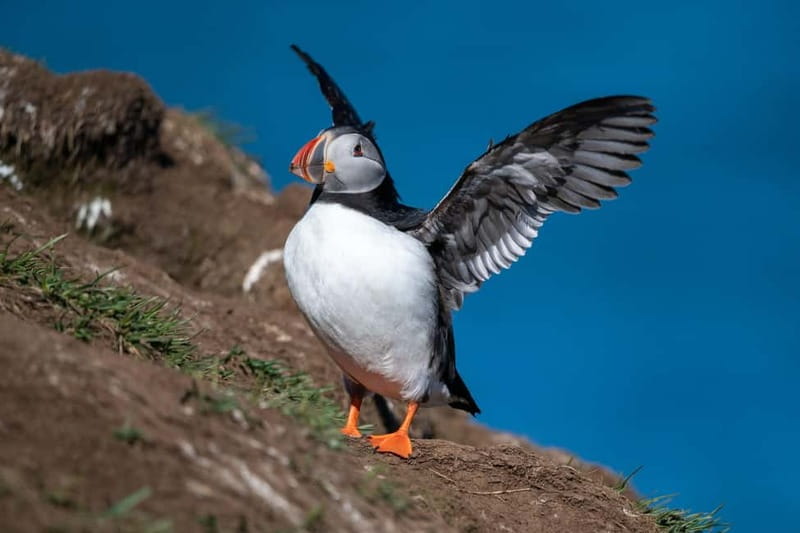 Puffin & Gufufoss Waterfall Tour from Seydisfjordur Port - At a glance: the parts that matter most