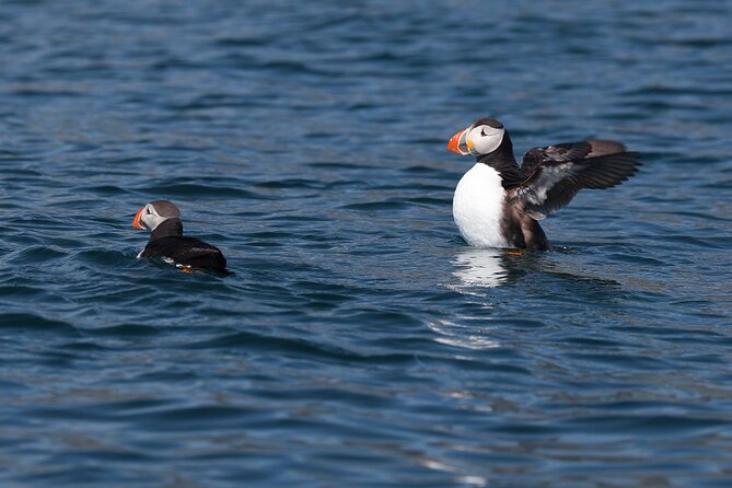 Puffin Jet ski tour in Reykjavík - Why this jet ski trip feels different