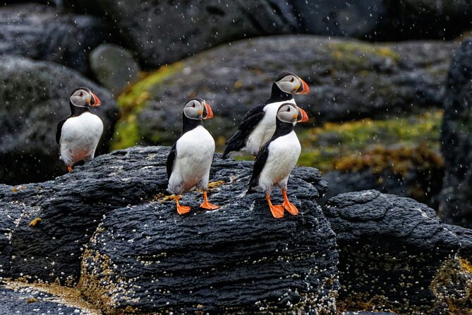 Puffin Jet ski tour in Reykjavík - Guides, communication, and the family-run feel