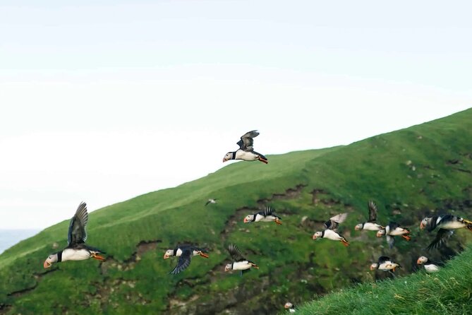 Puffin Safari Boat Tour - Key things to know before you book
