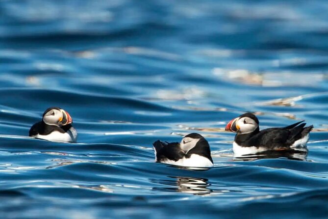 Puffin Safari Boat Tour - What the $160.86 price gets you