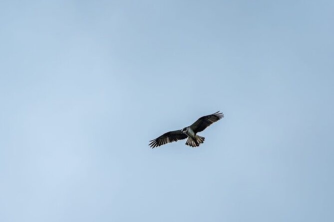 Puffin Tour - Why Duncansby Head makes a fine puffin stop