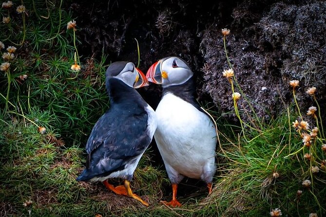 Puffin Tour - What the three-hour evening looks like