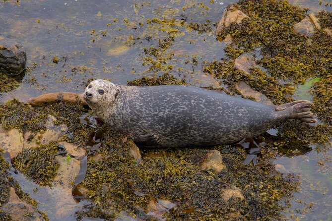 Puffin Tour - More than puffins: seals, otters, and sea life