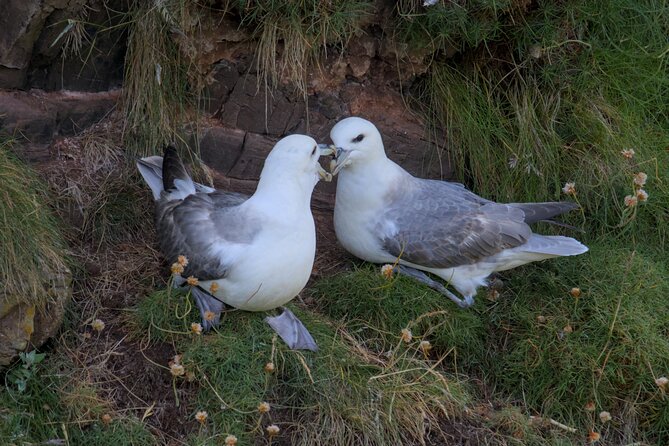 Puffin Tour - Walking choices and physical demands