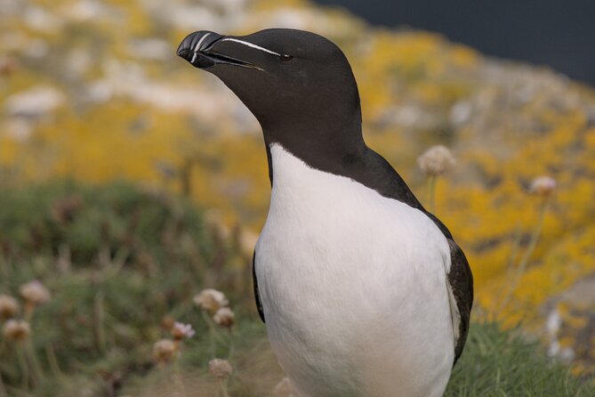 Puffin Tour - What the private format is worth at $69.35